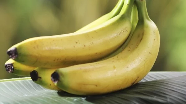 Какво ще спаси бананите? 