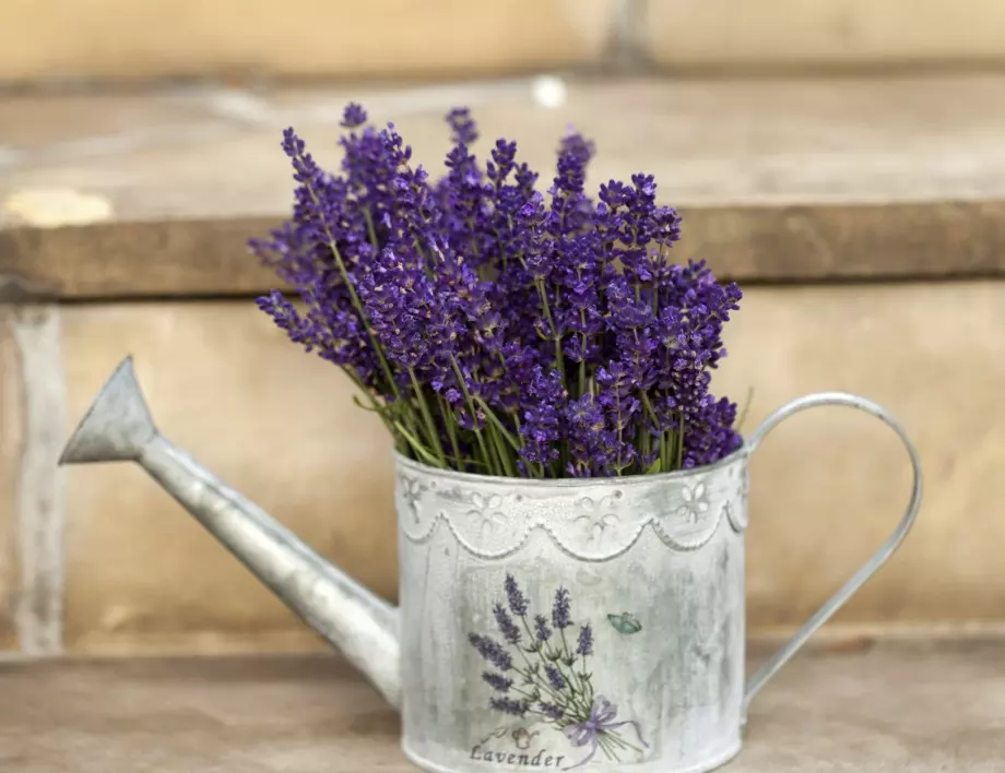 Кои са растенията, които могат да намалят стреса? 