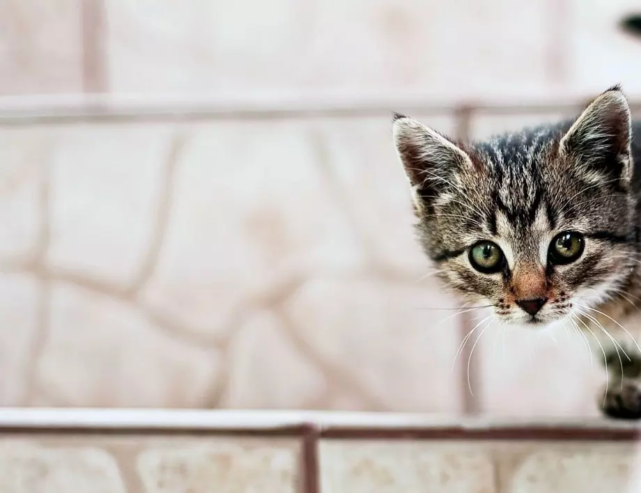 Разработват ваксина срещу алергия към котки