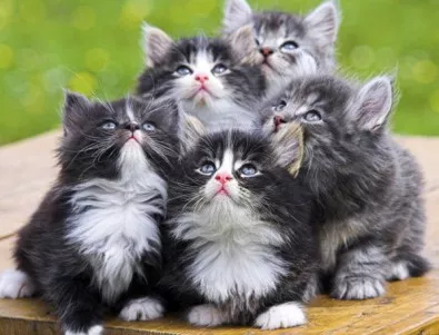 Бургас избира най-красивите си котки