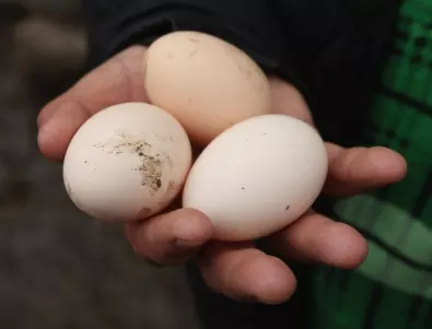 Производител каза най-правилния начин за съхранения на яйцата, за да не се развалят
