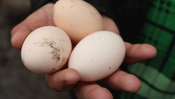 Птицевъдите: На едро едно яйце струва 8 ст., а в магазините - над 20 ст.
