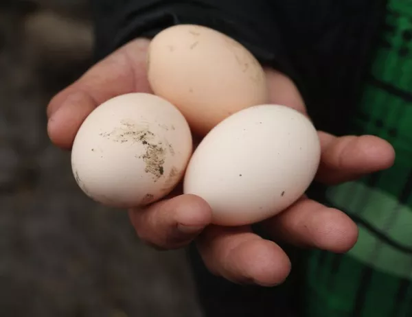 Институции и производители все още не са наясно как фипронилът е проникнал в яйцата