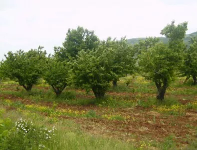 Вандали унищожиха 500 овощни дръвчета в сливенско село