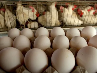 Кунчев: Птичият грип не е пряко опасен за хората, но гответе добре пилетата и яйцата