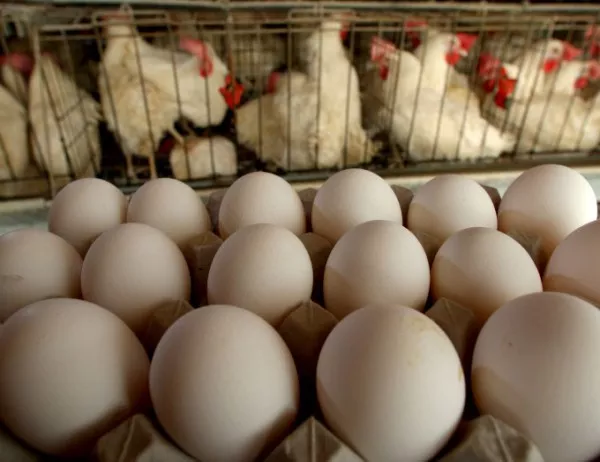 Кунчев: Птичият грип не е пряко опасен за хората, но гответе добре пилетата и яйцата