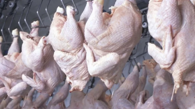 БАБХ прати за унищожаване над 19 тона полско птиче месо със салмонела 