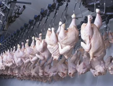 Антибиотиците в пилешкото убиват: Резистентни бактерии ни разболяват без да се подават на лечение