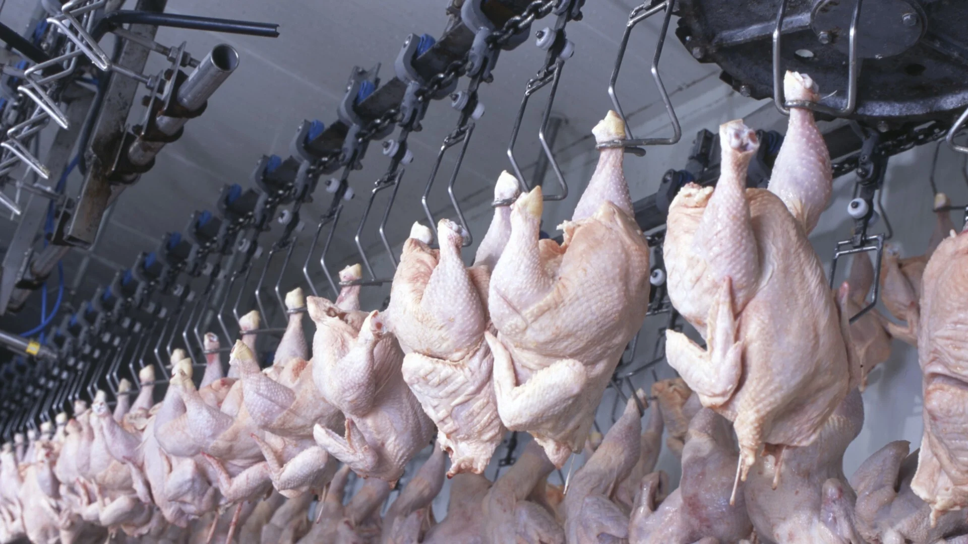 Заради птичи грип: 13 държави забраниха вноса на белгийско пилешко месо