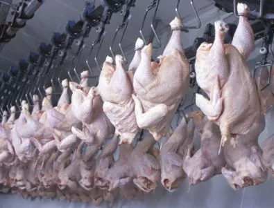 Месо в епруветки може да замести отглеждането на пилета