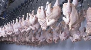 Пилешко месо от Полша залива пазара ни 