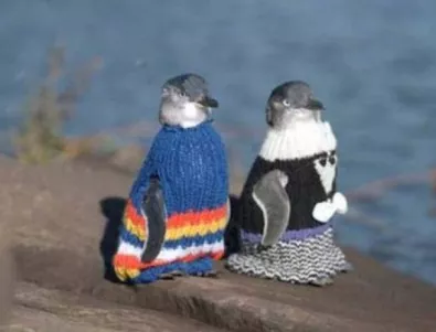 Набират се вълнени елечета за пострадали от петролни разливи пингвини
