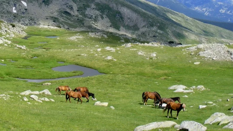 WWF: Строежи и сеч заплашват парк "Пирин"