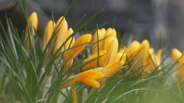 Над по-голямата част от страната ще преобладава слънчево време