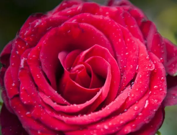 Розопроизводители отчитат най-слаба реколта от рози