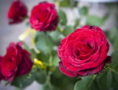 Студът е на прага: Как да подготвим божурите и розите за зимата?