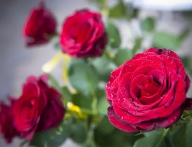 Рози в саксия: Добра грижа за красиви цветове