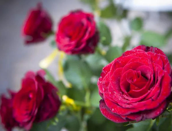 Деца ще засаждат цветя в Смолян в памет на жертвите от СПИН