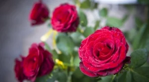 Еквадорската роза измести българската по родните пазари 