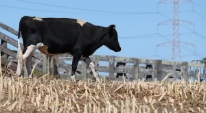 ДФЗ изплати 13 млн. лв. на животновъди, засегнати от млечната криза