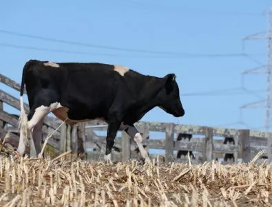 България поиска международна помощ за справяне със заразата по кравите
