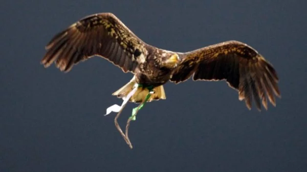 Лудогорец пуска фланелка с орлицата преди финала за Купата