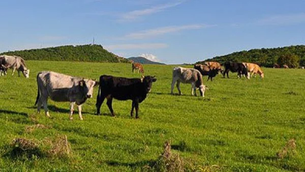 Огнище от туберколоза по говедата в Стрелча