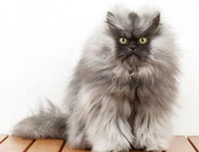 Уникални котки ще може да се видят в София