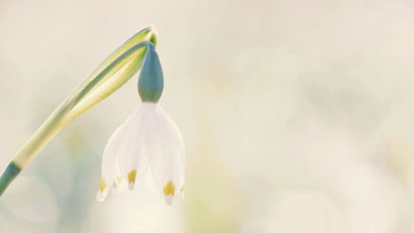 Февруари ще донесе пролетта