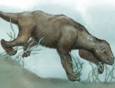 Древните ленивци похапвали морски храни