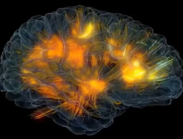 Създадоха 3D модел на мисловните процеси в мозъка