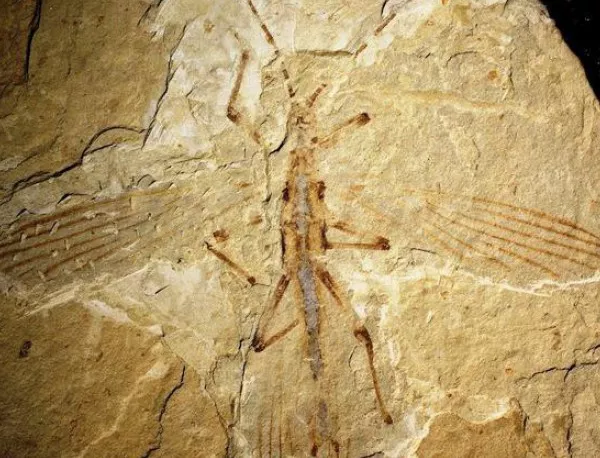 126 милиона години насекомите знаят как да се прикриват 