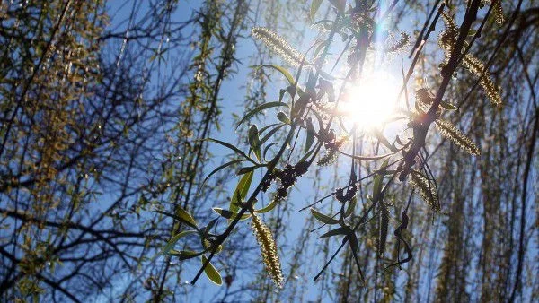 Слънчево над цялата страна