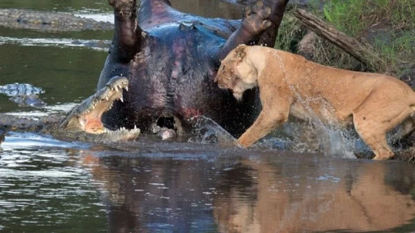 Смел лъв се опита да открадне плячката на крокодили