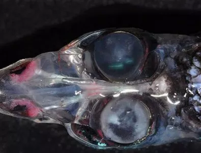 С изненада и ужас учени откриха риба с четири очи