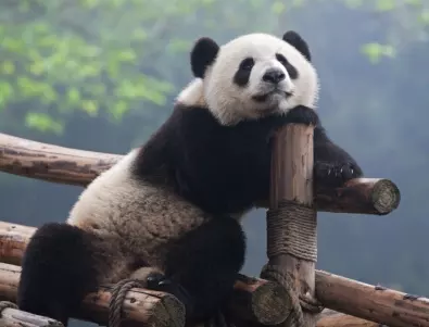 18 изумителни факта за пандите