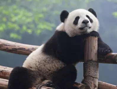 Китай оставя САЩ без панди в зоопарковете