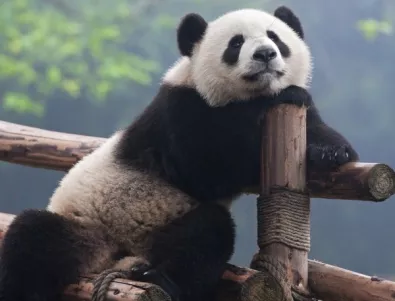 Първите три близначета панди се родиха в Китай