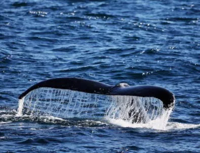 ООН забрани на Япония да лови китове 