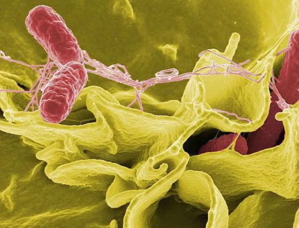 Откриха "пета колона" бактерии в нашия стомах