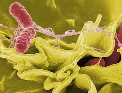 Учени откриха микроби на 3,46 млрд. години