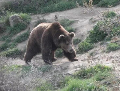 Увеличава се популацията на кафявата мечка в Централния Балкан