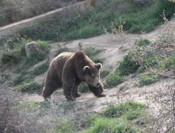 След 11 години асфалтираха пътя до парка за танцуващи мечки в Белица