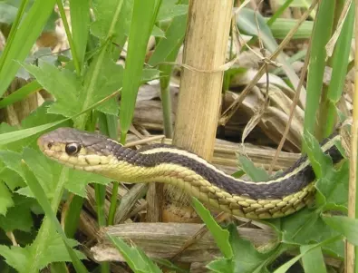 Как да се предпазим от змии в двора?