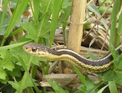 Десетки змии са открити в подпорна стена край Смолян 