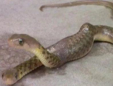 Човек успя да улови с обектива си двуглава змия