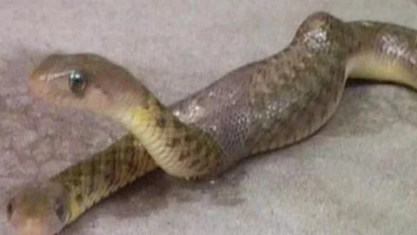Човек успя да улови с обектива си двуглава змия