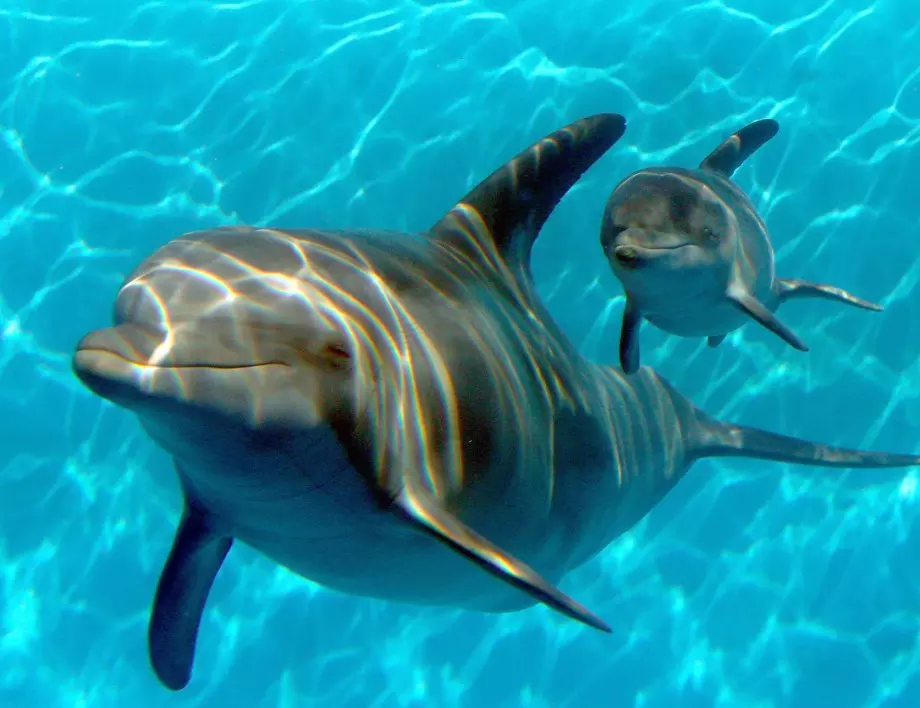 Над 5000 делфини са загинали в Черно море заради войната 