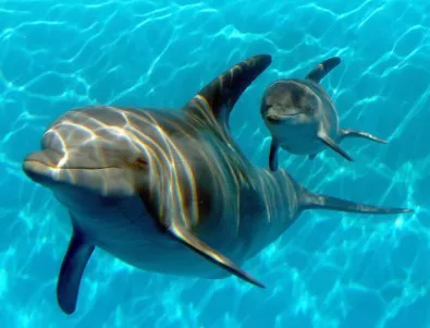 Специално устройство превежда звуците на делфини в човешка реч