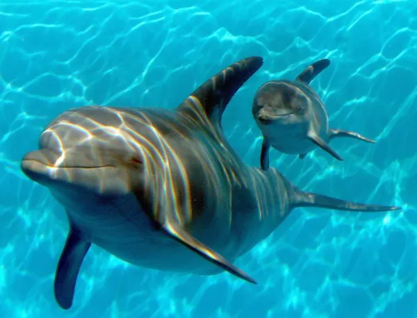 В Белгия кръстиха делфинче в чест на Ориги